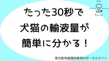 たった30秒】犬猫の給与量が計算ツールで簡単に分かる！