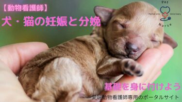動物看護】エンゼルケア（死後処置）のやり方