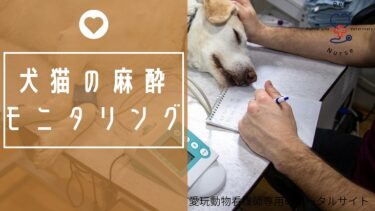 抗菌薬の分類と作用機序 を理解すると動物看護の質が上がる Pvnportal 愛玩動物看護師ポータル